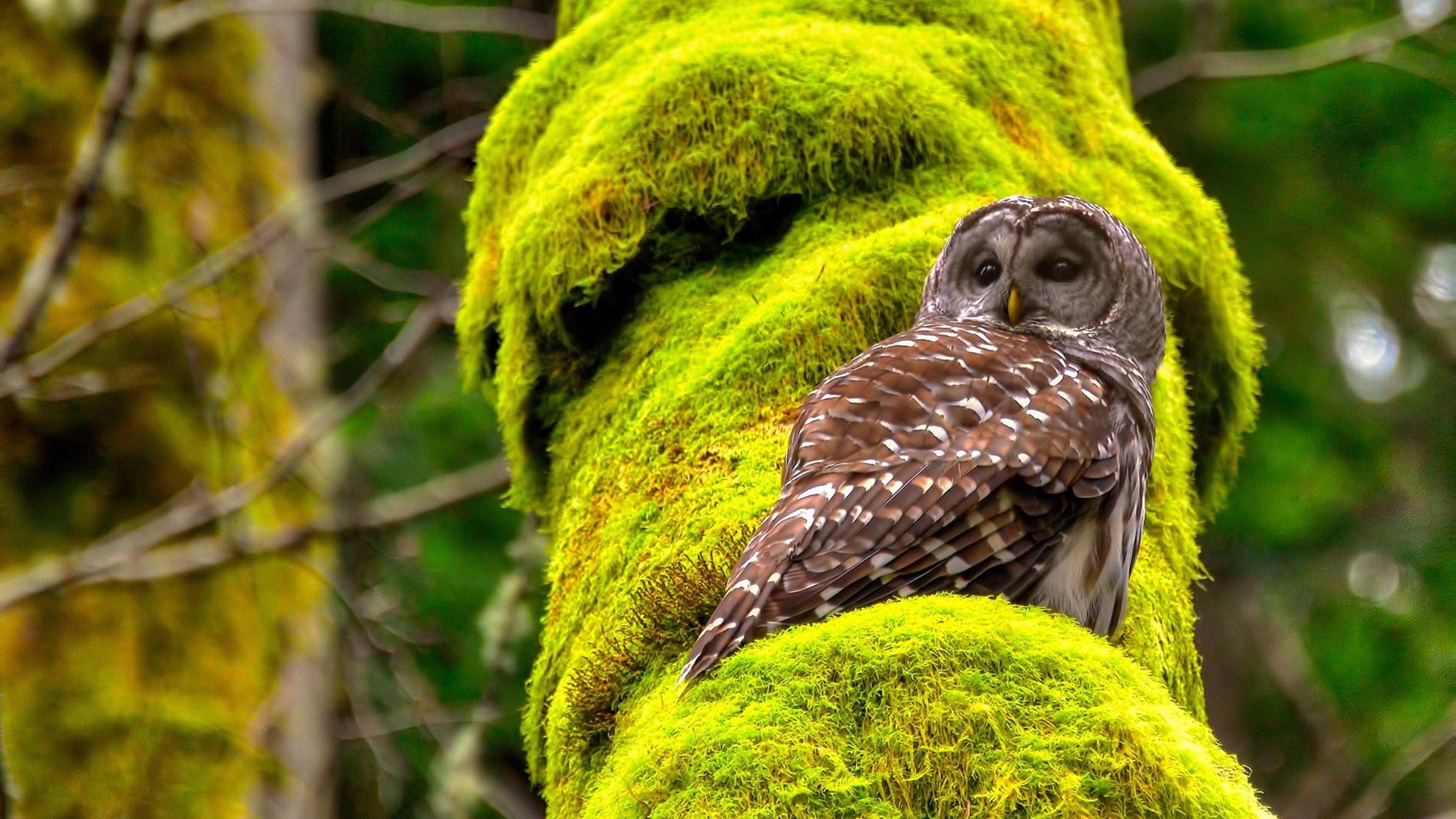 随机未来技术“预演”：全息投影、AI裁判助推比赛智能化，全息投影发展现状2021