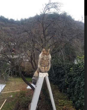 随机突发事件：球场发生冲突，球队被罚款处罚，突发事件_球场发生冲突,球队被罚款处罚多少