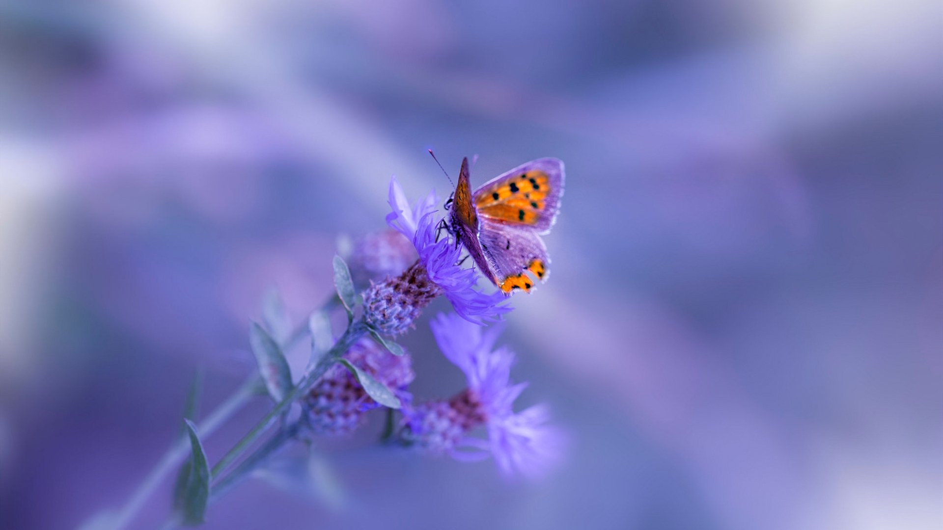 随机《布克表现出色，带领球队拼搏至最后一刻》，布克打球集锦