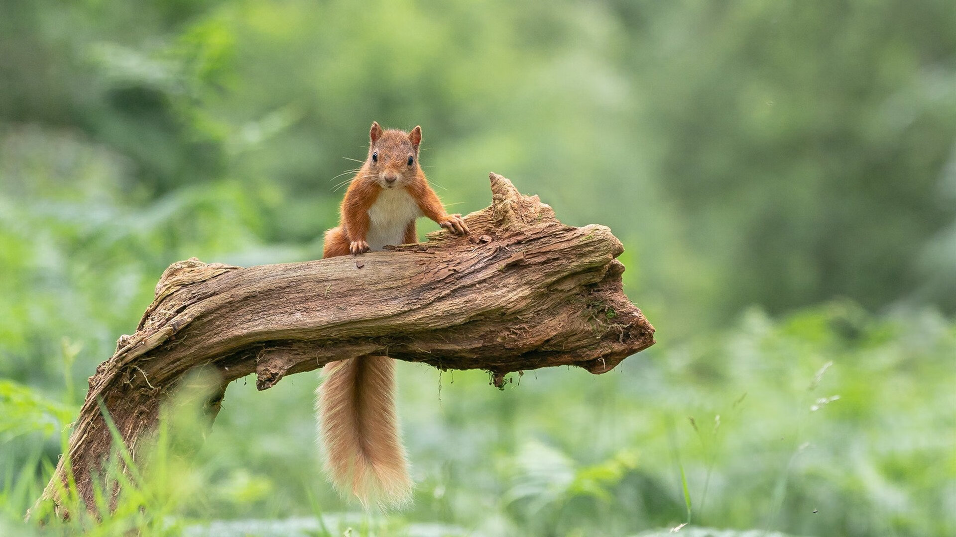 随机客队在比赛中展现出了惊人的攻击力，客场比赛是什么意思