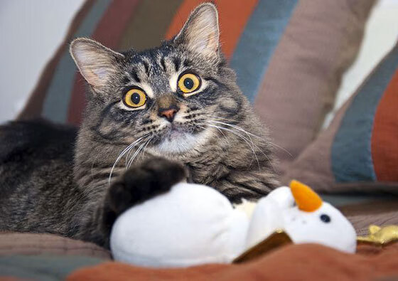 随机巴西男篮在巴黎奥运会小组赛中展现适应能力，巴西奥运会男篮冠军是哪个国家