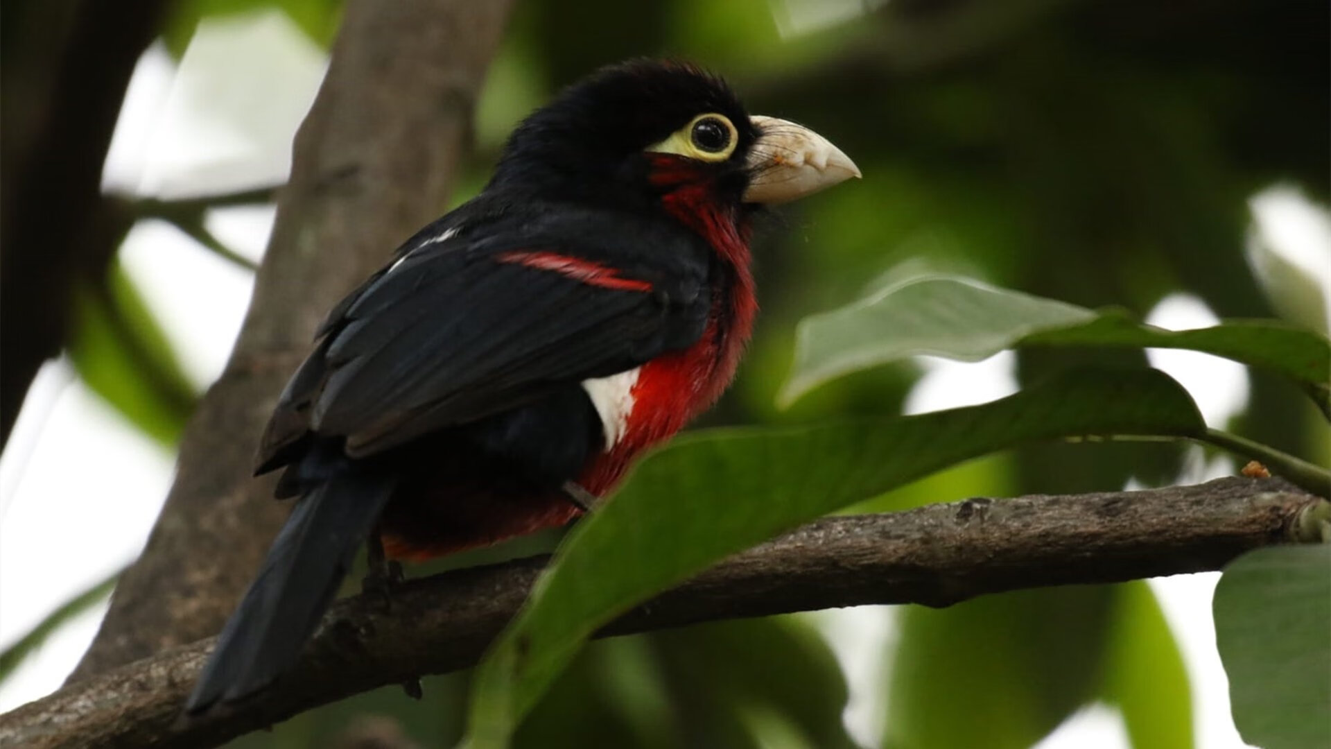 随机开拓者队发挥稳定，战胜强敌郑重打出交通，开拓者的比赛