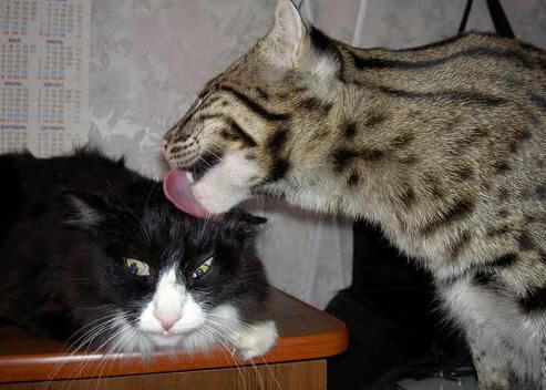 开云在线直播-恩比德连续得分七六人再添胜场，恩比德生涯首秀