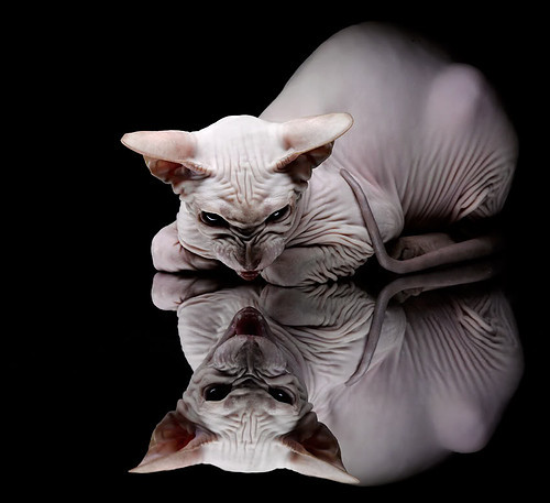 kaiyun登录入口-拉斯维加斯王牌核心球员状态火热，拉斯维加斯王牌赛程