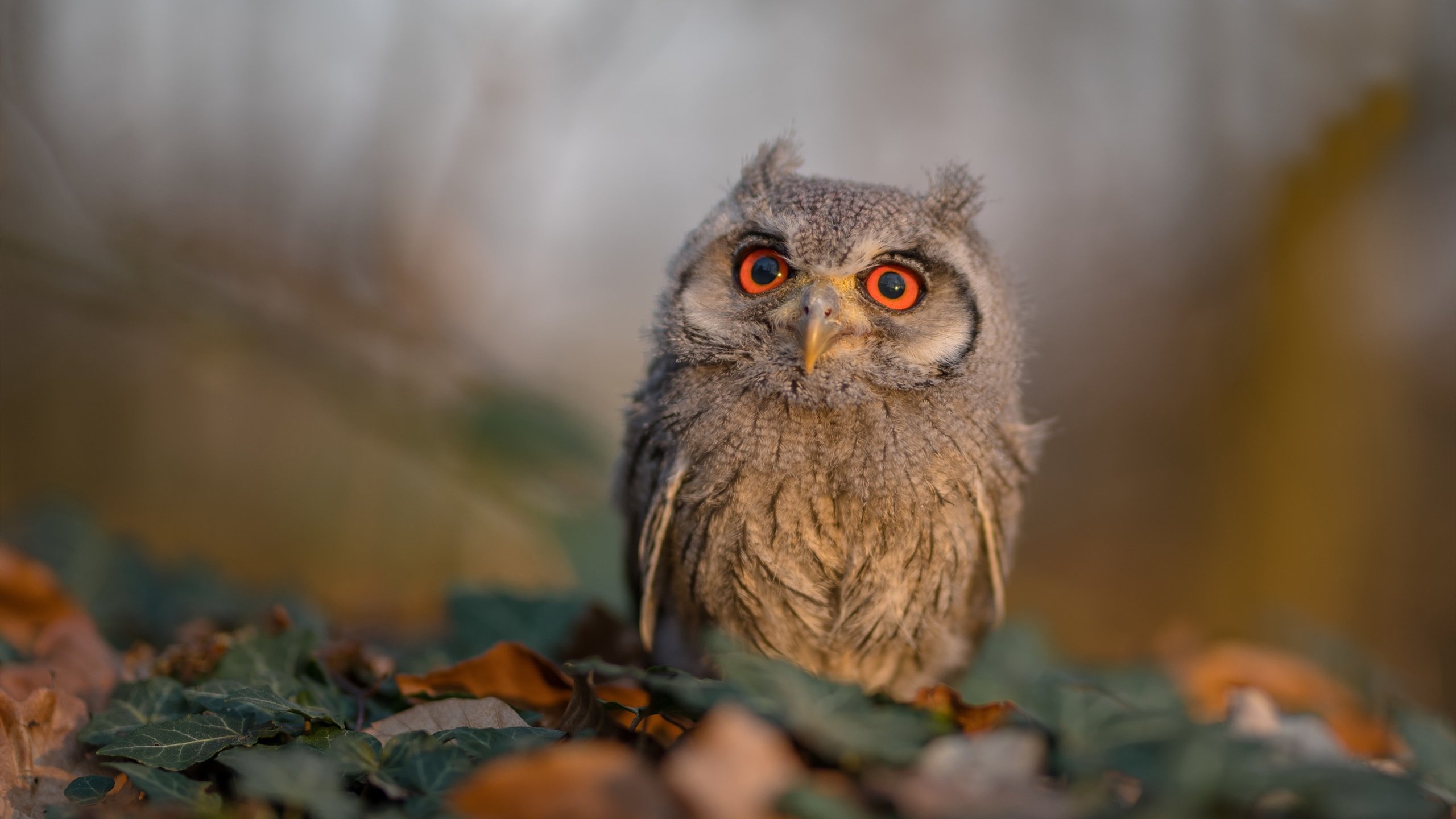 开云网页版登录入口-森林狼主场逆转击败灰熊，森林狼主场逆转击败灰熊的是谁