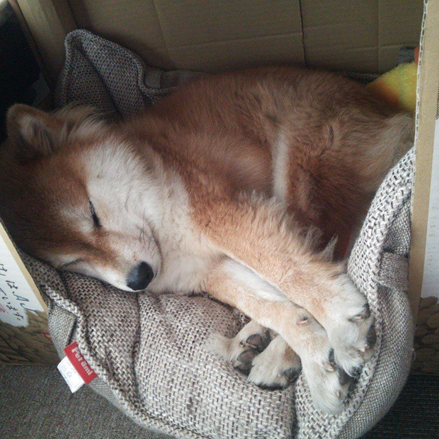 kaiyun开云·官方网站-湖人后卫因伤缺阵，球队战力下降，湖人 得分后卫