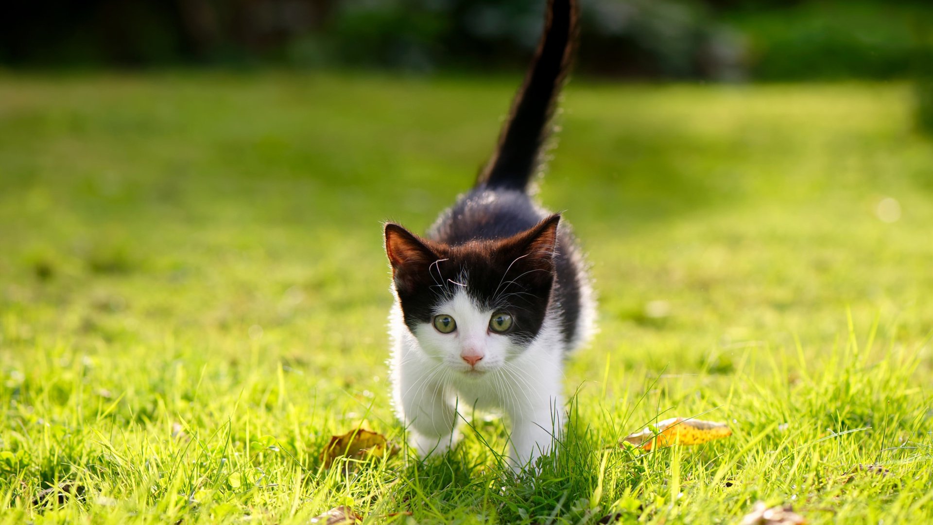 开云·Kaiyun网页版-西汉姆联是否能复制欧协联成功模式，西汉姆联 欧联