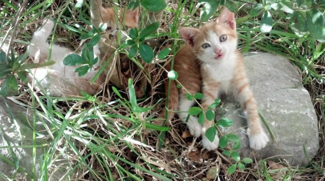 kaiyun体育综合-世界围棋赛策略博弈高潮迭起，世界围棋赛事2020年11月