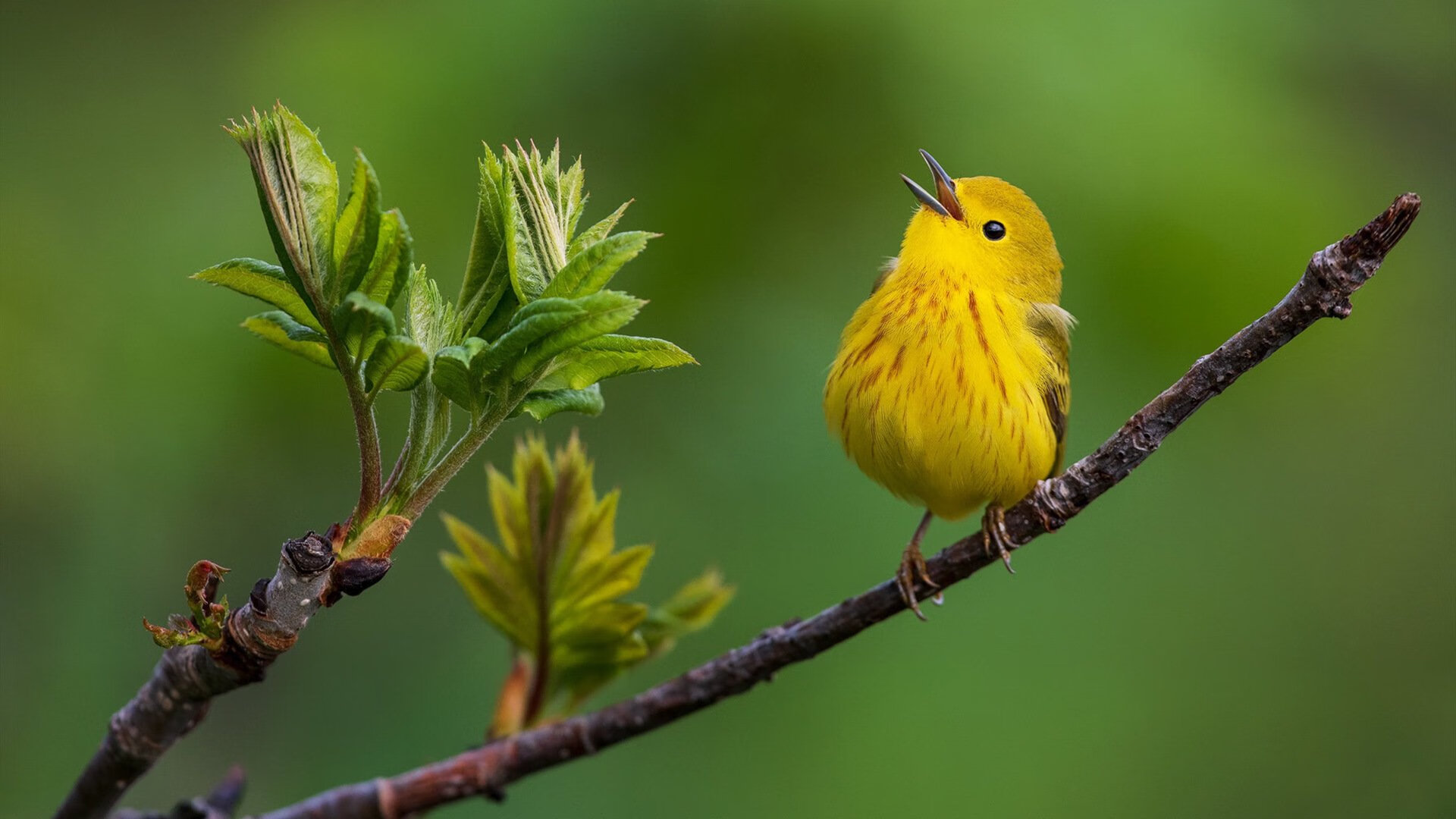 开云网页版-中国三人篮球男队技术水平稳步提高，中国男篮三人篮球队