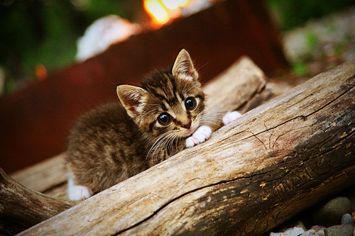 kaiyun-季后赛为何节奏明显下降，季后赛结束后是什么比赛