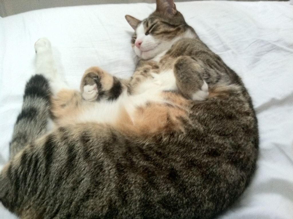 开云官网首页-乌干达女篮在非洲锦标赛中表现优异，迈向世界舞台