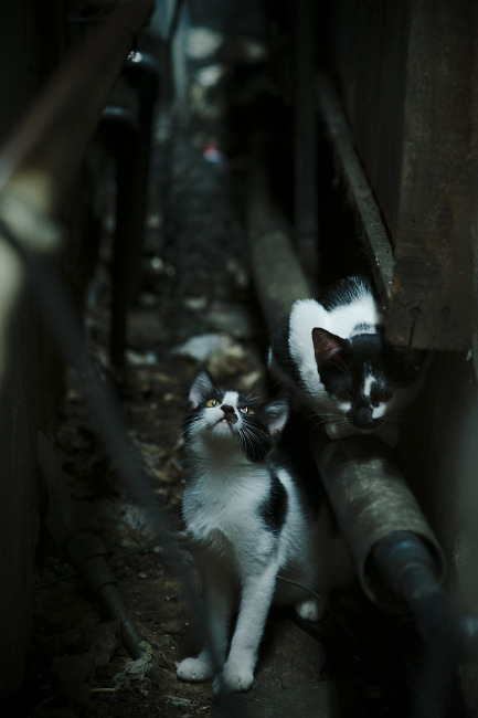 开云中国-苏格兰橄榄球比赛吸引全球目光，成为赛事焦点，苏格兰队简介